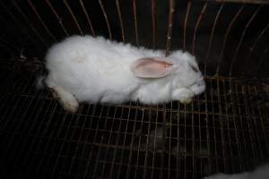 Dead rabbit in a cage - Until recently, rabbits were farmed in cruel battery cages in this Sydney layer hen farm, in a separate section at the end of one of the sheds. As of 2024, it is believed that Kellyville Farm Fresh has ceased farming rabbits. Screenshot from footage. - Captured at Kellyville Farm Fresh, North Kellyville NSW Australia.