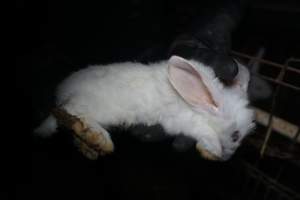 Dead rabbit held by investigator - Until recently, rabbits were farmed in cruel battery cages in this Sydney layer hen farm, in a separate section at the end of one of the sheds. As of 2024, it is believed that Kellyville Farm Fresh has ceased farming rabbits. Screenshot from footage. - Captured at Kellyville Farm Fresh, North Kellyville NSW Australia.