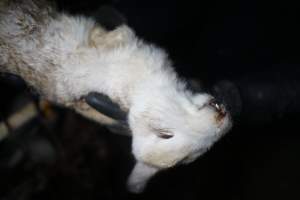 Dead rabbit held by investigator - Until recently, rabbits were farmed in cruel battery cages in this Sydney layer hen farm, in a separate section at the end of one of the sheds. As of 2024, it is believed that Kellyville Farm Fresh has ceased farming rabbits. Screenshot from footage. - Captured at Kellyville Farm Fresh, North Kellyville NSW Australia.