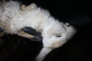 Dead rabbit held by investigator - Until recently, rabbits were farmed in cruel battery cages in this Sydney layer hen farm, in a separate section at the end of one of the sheds. As of 2024, it is believed that Kellyville Farm Fresh has ceased farming rabbits. Screenshot from footage. - Captured at Kellyville Farm Fresh, North Kellyville NSW Australia.