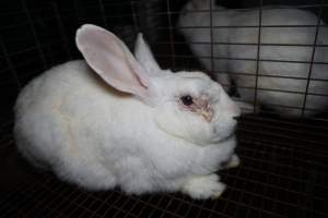 Rabbit with infected eye in a cage - Until recently, rabbits were farmed in cruel battery cages in this Sydney layer hen farm, in a separate section at the end of one of the sheds. As of 2024, it is believed that Kellyville Farm Fresh has ceased farming rabbits. Screenshot from footage. - Captured at Kellyville Farm Fresh, North Kellyville NSW Australia.