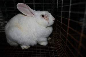 Rabbit with infected eye in a cage - Until recently, rabbits were farmed in cruel battery cages in this Sydney layer hen farm, in a separate section at the end of one of the sheds. As of 2024, it is believed that Kellyville Farm Fresh has ceased farming rabbits. Screenshot from footage. - Captured at Kellyville Farm Fresh, North Kellyville NSW Australia.