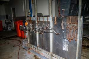 Kill room in sheep/rabbit slaughterhouse - Electric stunner in background - Captured at Gippsland Meats, Bairnsdale VIC Australia.