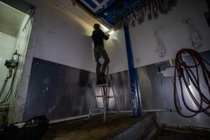 Investigator installs hidden cameras - Standing atop a ladder in a rabbit slaughterhouse. - Captured at Gippsland Meats, Bairnsdale VIC Australia.