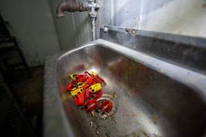 Ear tags in sink - Captured at Gippsland Meats, Bairnsdale VIC Australia.