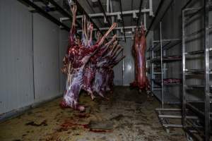 Carcasses hanging in chiller room - Captured at Gippsland Meats, Bairnsdale VIC Australia.