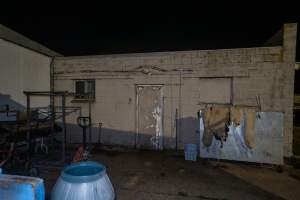 Outside back door of rabbit/sheep slaughterhouse - Dumpster draped with sheep skins. - Captured at Gippsland Meats, Bairnsdale VIC Australia.