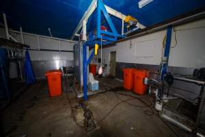 Kill room in rabbit/sheep slaughterhouse - Captured at Gippsland Meats, Bairnsdale VIC Australia.