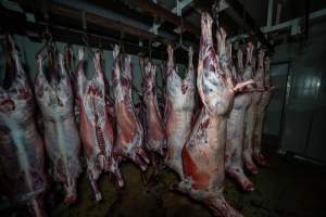 Carcasses hanging in chiller room - Captured at Gippsland Meats, Bairnsdale VIC Australia.