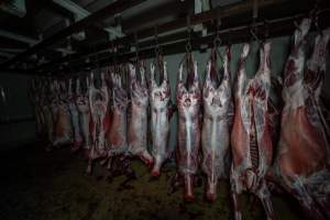 Carcasses hanging in chiller room - Captured at Gippsland Meats, Bairnsdale VIC Australia.