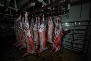 Carcasses hanging in chiller room - Captured at Gippsland Meats, Bairnsdale VIC Australia.