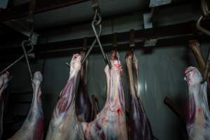 Carcasses hanging in chiller room - Captured at Gippsland Meats, Bairnsdale VIC Australia.