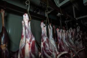 Carcasses hanging in chiller room - Captured at Gippsland Meats, Bairnsdale VIC Australia.
