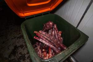 Bin full of bloody bones - Captured at Gippsland Meats, Bairnsdale VIC Australia.