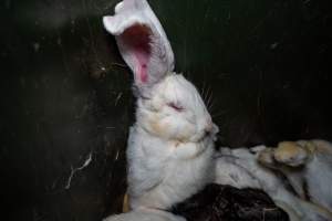 Bin of discarded dead rabbits - Captured at Gippsland Meats, Bairnsdale VIC Australia.