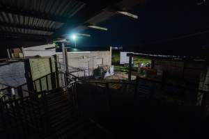 Outside sheep/rabbit slaughterhouse, in raised holding pens - Captured at Gippsland Meats, Bairnsdale VIC Australia.