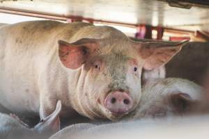 Activists bearing witness to pigs being unloaded at Benalla pig slaughterhouse in Victoria - Activists film pigs being unloaded from a transport truck at Benalla Slaughterhouse, one of two pig slaughterhouses which us carbon dioxide stunning in Victoria. - Captured at Benalla Abattoir, Benalla VIC Australia.