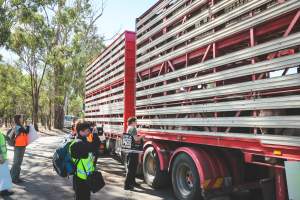 Activists bearing witness to pigs being unloaded at Benalla pig slaughterhouse in Victoria - Activists film pigs being unloaded from a transport truck at Benalla Slaughterhouse, one of two pig slaughterhouses which us carbon dioxide stunning in Victoria. - Captured at Benalla Abattoir, Benalla VIC Australia.