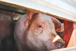 Activists bearing witness to pigs being unloaded at Benalla pig slaughterhouse in Victoria - Activists film pigs being unloaded from a transport truck at Benalla Slaughterhouse, one of two pig slaughterhouses which us carbon dioxide stunning in Victoria. - Captured at Benalla Abattoir, Benalla VIC Australia.