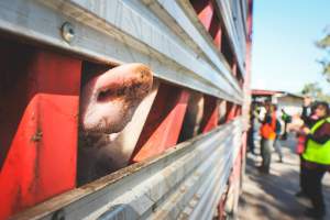 Activists bearing witness to pigs being unloaded at Benalla pig slaughterhouse in Victoria - Activists film pigs being unloaded from a transport truck at Benalla Slaughterhouse, one of two pig slaughterhouses which us carbon dioxide stunning in Victoria. - Captured at Benalla Abattoir, Benalla VIC Australia.