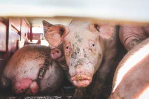 Activists bearing witness to pigs being unloaded at Benalla pig slaughterhouse in Victoria - Activists film pigs being unloaded from a transport truck at Benalla Slaughterhouse, one of two pig slaughterhouses which us carbon dioxide stunning in Victoria. - Captured at Benalla Abattoir, Benalla VIC Australia.