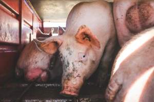 Activists bearing witness to pigs being unloaded at Benalla pig slaughterhouse in Victoria - Activists film pigs being unloaded from a transport truck at Benalla Slaughterhouse, one of two pig slaughterhouses which us carbon dioxide stunning in Victoria. - Captured at Benalla Abattoir, Benalla VIC Australia.