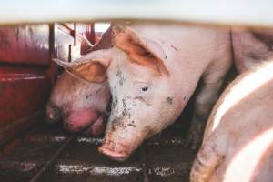 Activists bearing witness to pigs being unloaded at Benalla pig slaughterhouse in Victoria - Activists film pigs being unloaded from a transport truck at Benalla Slaughterhouse, one of two pig slaughterhouses which us carbon dioxide stunning in Victoria. - Captured at Benalla Abattoir, Benalla VIC Australia.