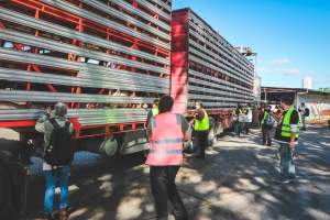 Activists bearing witness to pigs being unloaded at Benalla pig slaughterhouse in Victoria - Activists film pigs being unloaded from a transport truck at Benalla Slaughterhouse, one of two pig slaughterhouses which us carbon dioxide stunning in Victoria. - Captured at Benalla Abattoir, Benalla VIC Australia.