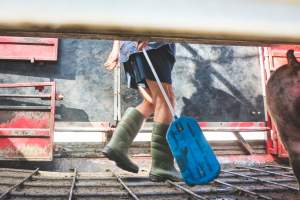 Activists bearing witness to pigs being unloaded at Benalla pig slaughterhouse in Victoria - Activists film pigs being unloaded from a transport truck at Benalla Slaughterhouse, one of two pig slaughterhouses which us carbon dioxide stunning in Victoria. - Captured at Benalla Abattoir, Benalla VIC Australia.