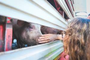 Activists bearing witness to pigs being unloaded at Benalla pig slaughterhouse in Victoria - Activists film pigs being unloaded from a transport truck at Benalla Slaughterhouse, one of two pig slaughterhouses which us carbon dioxide stunning in Victoria. - Captured at Benalla Abattoir, Benalla VIC Australia.