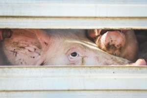 Activists bearing witness to pigs being unloaded at Benalla pig slaughterhouse in Victoria - Activists film pigs being unloaded from a transport truck at Benalla Slaughterhouse, one of two pig slaughterhouses which us carbon dioxide stunning in Victoria. - Captured at Benalla Abattoir, Benalla VIC Australia.