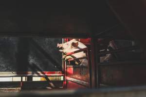 Activists bearing witness to pigs being unloaded at Benalla pig slaughterhouse in Victoria - Activists film pigs being unloaded from a transport truck at Benalla Slaughterhouse, one of two pig slaughterhouses which us carbon dioxide stunning in Victoria. - Captured at Benalla Abattoir, Benalla VIC Australia.