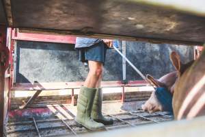 Activists bearing witness to pigs being unloaded at Benalla pig slaughterhouse in Victoria - Activists film pigs being unloaded from a transport truck at Benalla Slaughterhouse, one of two pig slaughterhouses which us carbon dioxide stunning in Victoria. - Captured at Benalla Abattoir, Benalla VIC Australia.