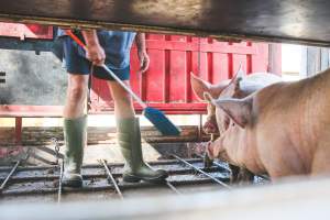 Activists bearing witness to pigs being unloaded at Benalla pig slaughterhouse in Victoria - Activists film pigs being unloaded from a transport truck at Benalla Slaughterhouse, one of two pig slaughterhouses which us carbon dioxide stunning in Victoria. - Captured at Benalla Abattoir, Benalla VIC Australia.