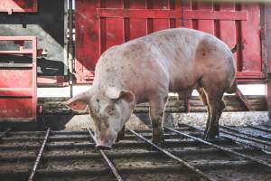 Activists bearing witness to pigs being unloaded at Benalla pig slaughterhouse in Victoria - Activists film pigs being unloaded from a transport truck at Benalla Slaughterhouse, one of two pig slaughterhouses which us carbon dioxide stunning in Victoria. - Captured at Benalla Abattoir, Benalla VIC Australia.