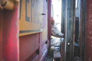 Activists bearing witness to pigs being unloaded at Benalla pig slaughterhouse in Victoria - Activists film pigs being unloaded from a transport truck at Benalla Slaughterhouse, one of two pig slaughterhouses which us carbon dioxide stunning in Victoria. - Captured at Benalla Abattoir, Benalla VIC Australia.