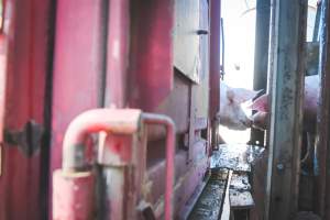 Activists bearing witness to pigs being unloaded at Benalla pig slaughterhouse in Victoria - Activists film pigs being unloaded from a transport truck at Benalla Slaughterhouse, one of two pig slaughterhouses which us carbon dioxide stunning in Victoria. - Captured at Benalla Abattoir, Benalla VIC Australia.