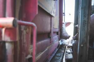 Activists bearing witness to pigs being unloaded at Benalla pig slaughterhouse in Victoria - Activists film pigs being unloaded from a transport truck at Benalla Slaughterhouse, one of two pig slaughterhouses which us carbon dioxide stunning in Victoria. - Captured at Benalla Abattoir, Benalla VIC Australia.