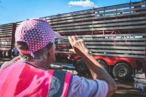 Activists bearing witness to pigs being unloaded at Benalla pig slaughterhouse in Victoria - Activists film pigs being unloaded from a transport truck at Benalla Slaughterhouse, one of two pig slaughterhouses which us carbon dioxide stunning in Victoria. - Captured at Benalla Abattoir, Benalla VIC Australia.