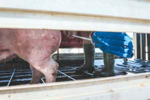 Activists bearing witness to pigs being unloaded at Benalla pig slaughterhouse in Victoria - Activists film pigs being unloaded from a transport truck at Benalla Slaughterhouse, one of two pig slaughterhouses which us carbon dioxide stunning in Victoria. - Captured at Benalla Abattoir, Benalla VIC Australia.