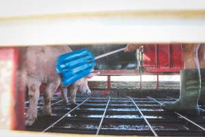 Activists bearing witness to pigs being unloaded at Benalla pig slaughterhouse in Victoria - Activists film pigs being unloaded from a transport truck at Benalla Slaughterhouse, one of two pig slaughterhouses which us carbon dioxide stunning in Victoria. - Captured at Benalla Abattoir, Benalla VIC Australia.