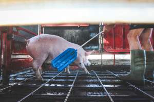 Activists bearing witness to pigs being unloaded at Benalla pig slaughterhouse in Victoria - Activists film pigs being unloaded from a transport truck at Benalla Slaughterhouse, one of two pig slaughterhouses which us carbon dioxide stunning in Victoria. - Captured at Benalla Abattoir, Benalla VIC Australia.