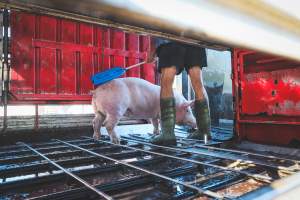 Activists bearing witness to pigs being unloaded at Benalla pig slaughterhouse in Victoria - Activists film pigs being unloaded from a transport truck at Benalla Slaughterhouse, one of two pig slaughterhouses which us carbon dioxide stunning in Victoria. - Captured at Benalla Abattoir, Benalla VIC Australia.