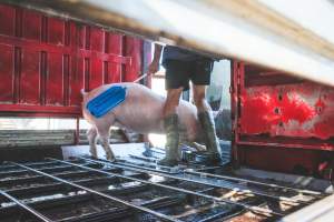 Activists bearing witness to pigs being unloaded at Benalla pig slaughterhouse in Victoria - Activists film pigs being unloaded from a transport truck at Benalla Slaughterhouse, one of two pig slaughterhouses which us carbon dioxide stunning in Victoria. - Captured at Benalla Abattoir, Benalla VIC Australia.