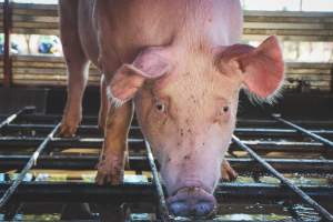 Activists bearing witness to pigs being unloaded at Benalla pig slaughterhouse in Victoria - Activists film pigs being unloaded from a transport truck at Benalla Slaughterhouse, one of two pig slaughterhouses which us carbon dioxide stunning in Victoria. - Captured at Benalla Abattoir, Benalla VIC Australia.