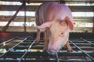 Activists bearing witness to pigs being unloaded at Benalla pig slaughterhouse in Victoria - Activists film pigs being unloaded from a transport truck at Benalla Slaughterhouse, one of two pig slaughterhouses which us carbon dioxide stunning in Victoria. - Captured at Benalla Abattoir, Benalla VIC Australia.