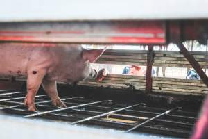 Activists bearing witness to pigs being unloaded at Benalla pig slaughterhouse in Victoria - Activists film pigs being unloaded from a transport truck at Benalla Slaughterhouse, one of two pig slaughterhouses which us carbon dioxide stunning in Victoria. - Captured at Benalla Abattoir, Benalla VIC Australia.