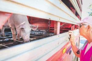 Activists bearing witness to pigs being unloaded at Benalla pig slaughterhouse in Victoria - Activists film pigs being unloaded from a transport truck at Benalla Slaughterhouse, one of two pig slaughterhouses which us carbon dioxide stunning in Victoria. - Captured at Benalla Abattoir, Benalla VIC Australia.