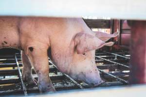 Activists bearing witness to pigs being unloaded at Benalla pig slaughterhouse in Victoria - Activists film pigs being unloaded from a transport truck at Benalla Slaughterhouse, one of two pig slaughterhouses which us carbon dioxide stunning in Victoria. - Captured at Benalla Abattoir, Benalla VIC Australia.