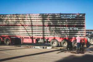 Activists bearing witness to pigs being unloaded at Benalla pig slaughterhouse in Victoria - Activists film pigs being unloaded from a transport truck at Benalla Slaughterhouse, one of two pig slaughterhouses which us carbon dioxide stunning in Victoria. - Captured at Benalla Abattoir, Benalla VIC Australia.